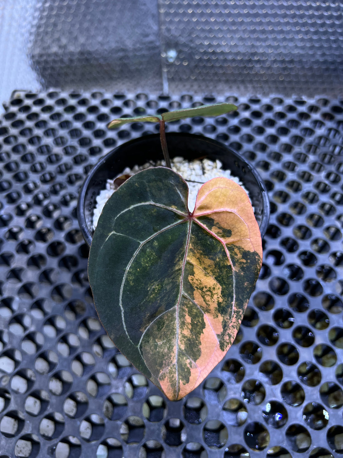 Anthurium Black Venom x RVDP