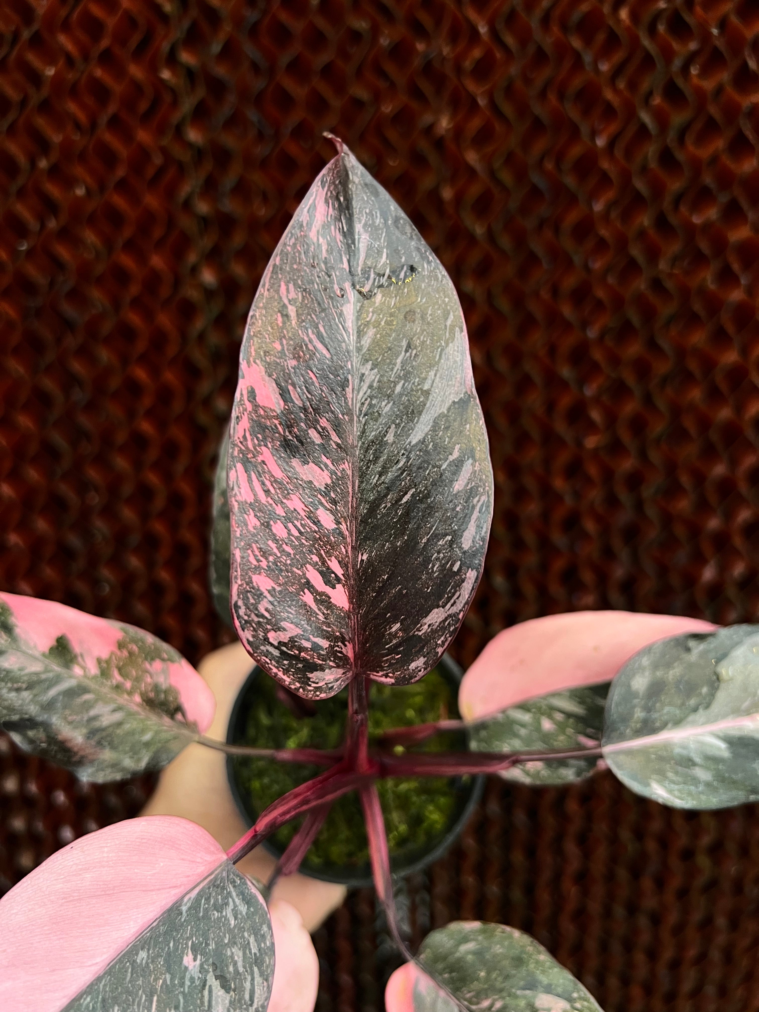 Philodendron Frozen Princess Variegated