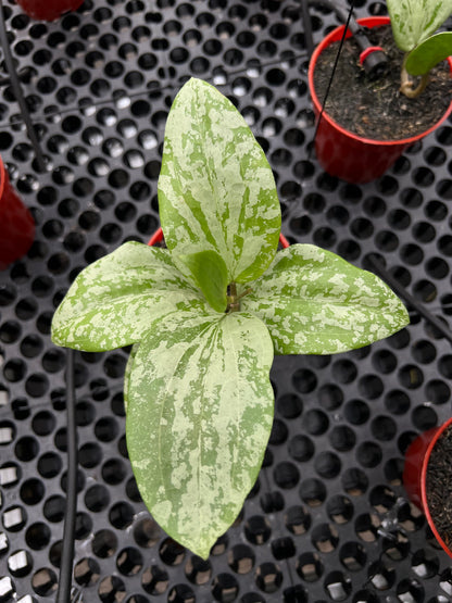 Hoya Glabra High splash