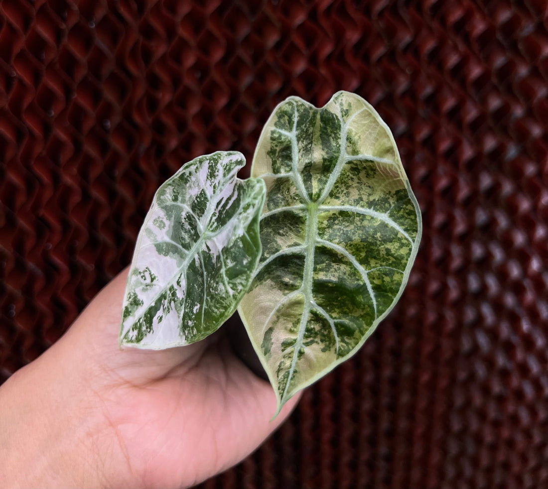 Alocasia Watsonia Pink Variegated Small Size