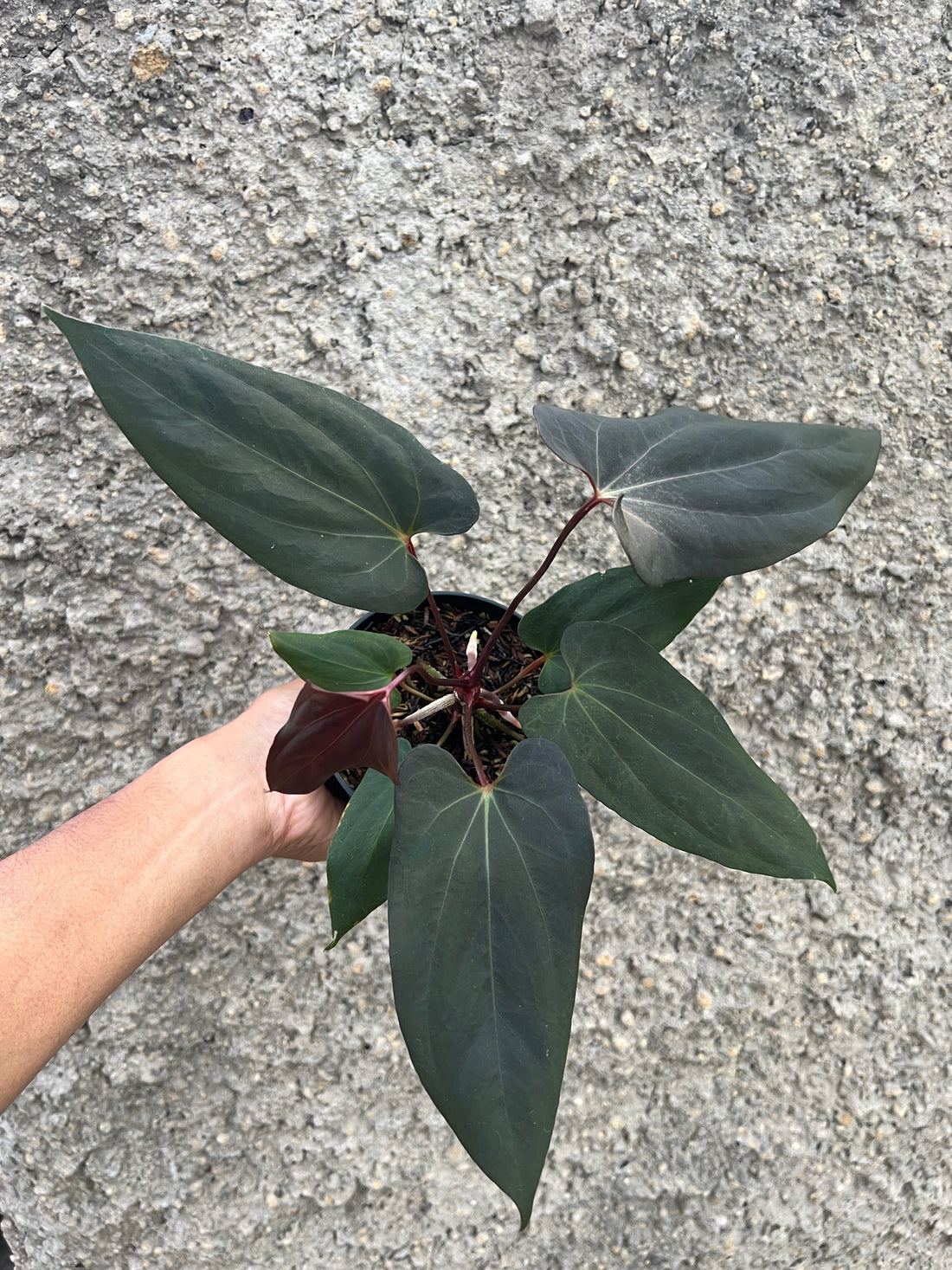 Anthurium Blood Of Blue (Medium Size)