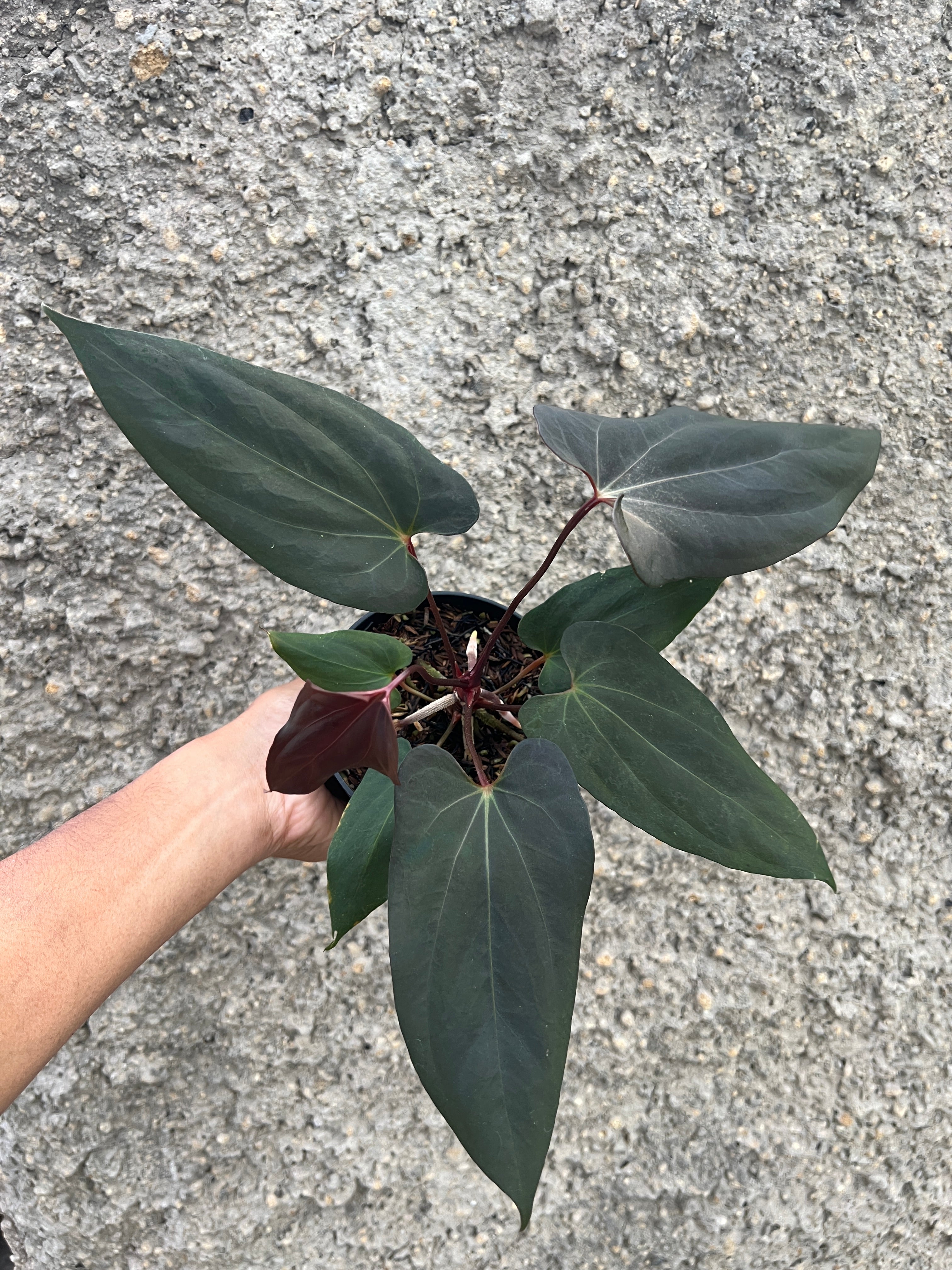 Anthurium Blood Of Blue (Medium Size)