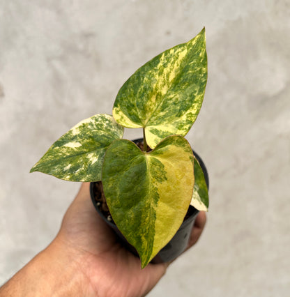 Anthurium Papillilaminum Variegated x Portillae