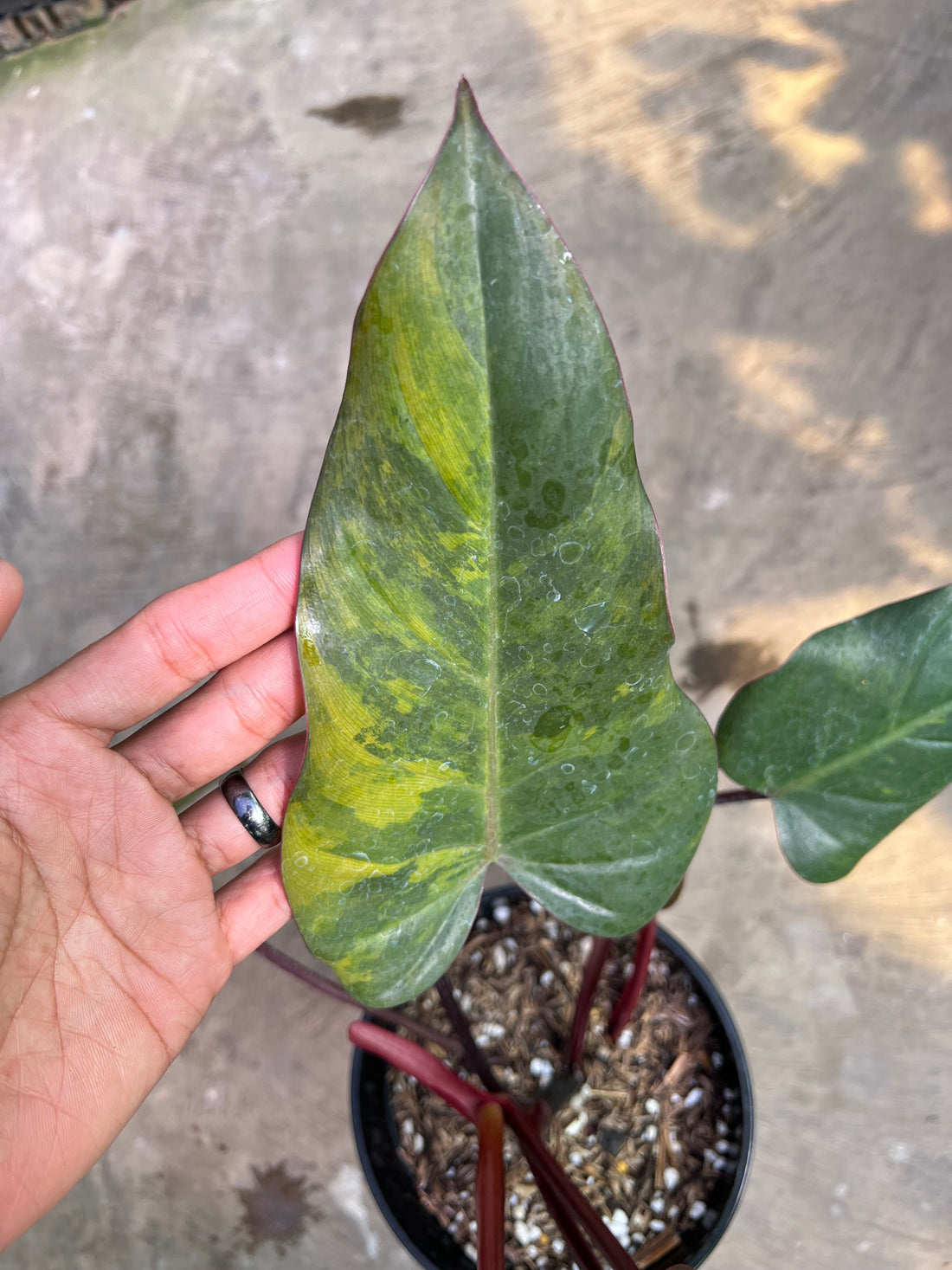 Philodendron Dark Lord Variegated