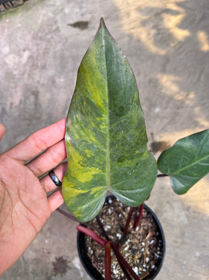 Philodendron Dark Lord Variegated