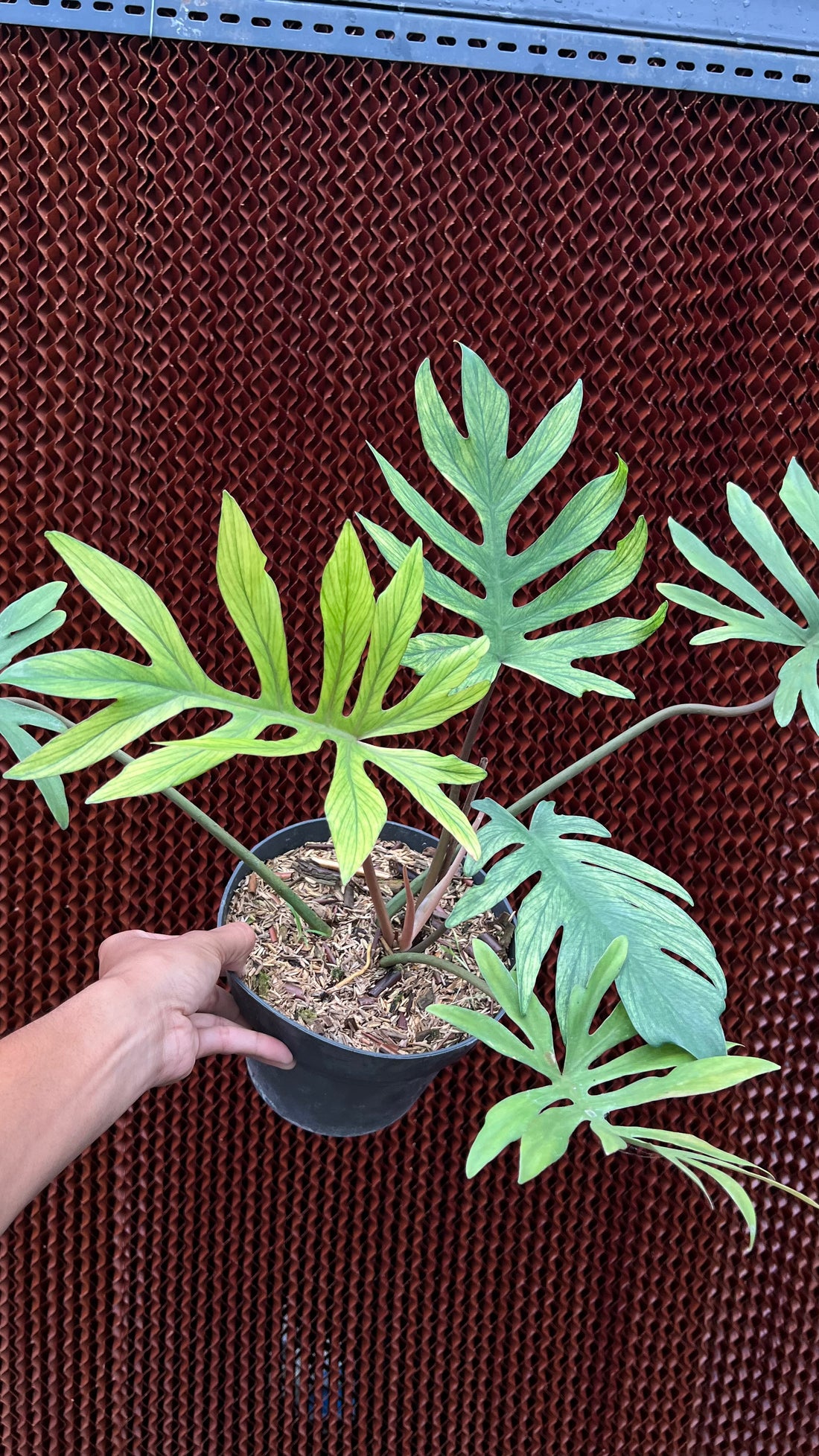 Philodendron Squamiferum x Mayoi