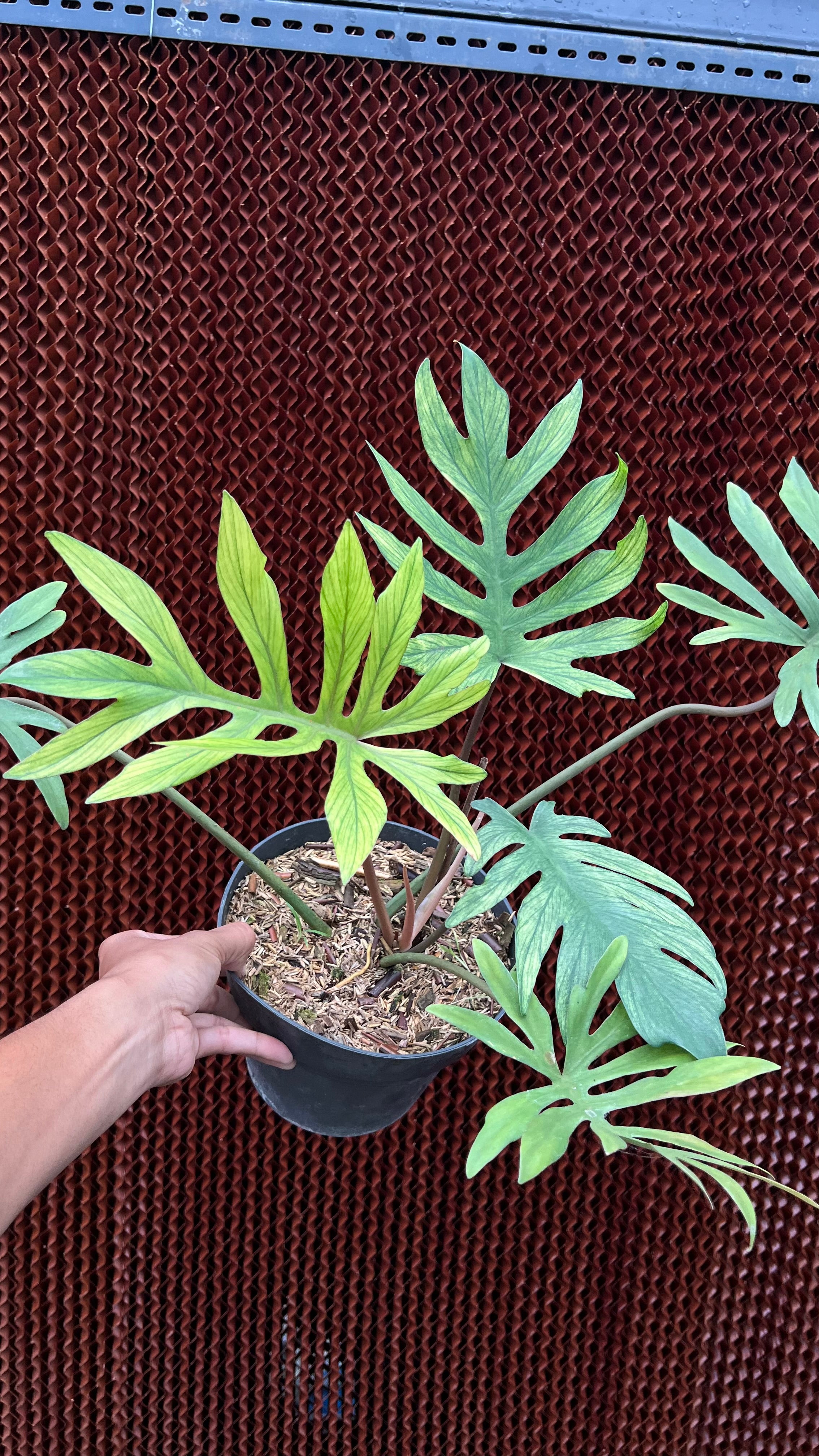 Philodendron Squamiferum x Mayoi