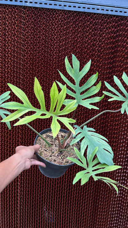 Philodendron Squamiferum x Mayoi