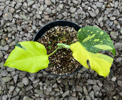 Monstera Jelly Bean