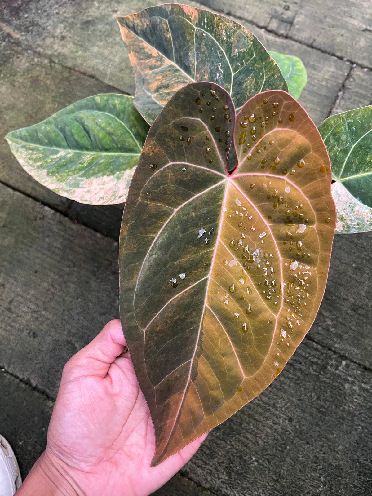 Anthurium Papilillaminum Pink x Black Muscle