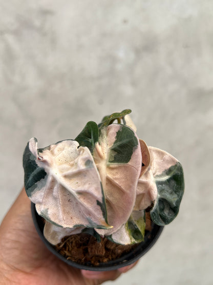 Alocasia Balloon Heart Pink Variegated