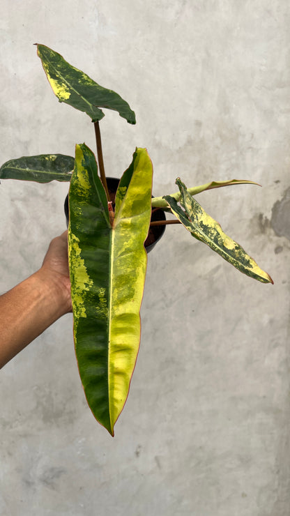 Philodendron Billietiae Variegated