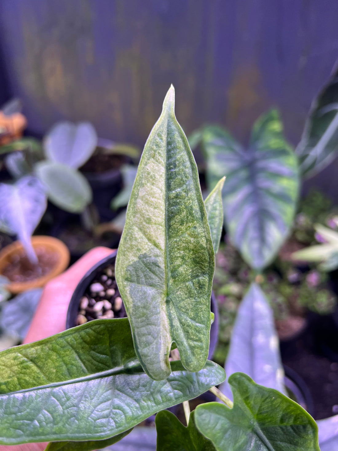 Alocasia Green carpet sp sulawesi variegated