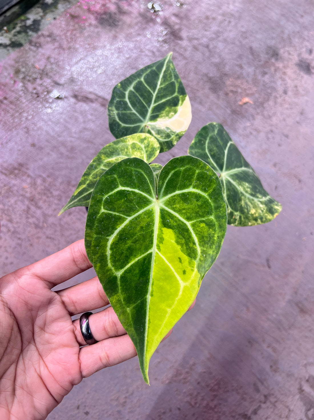 Anthurium Clarinervium Variegated