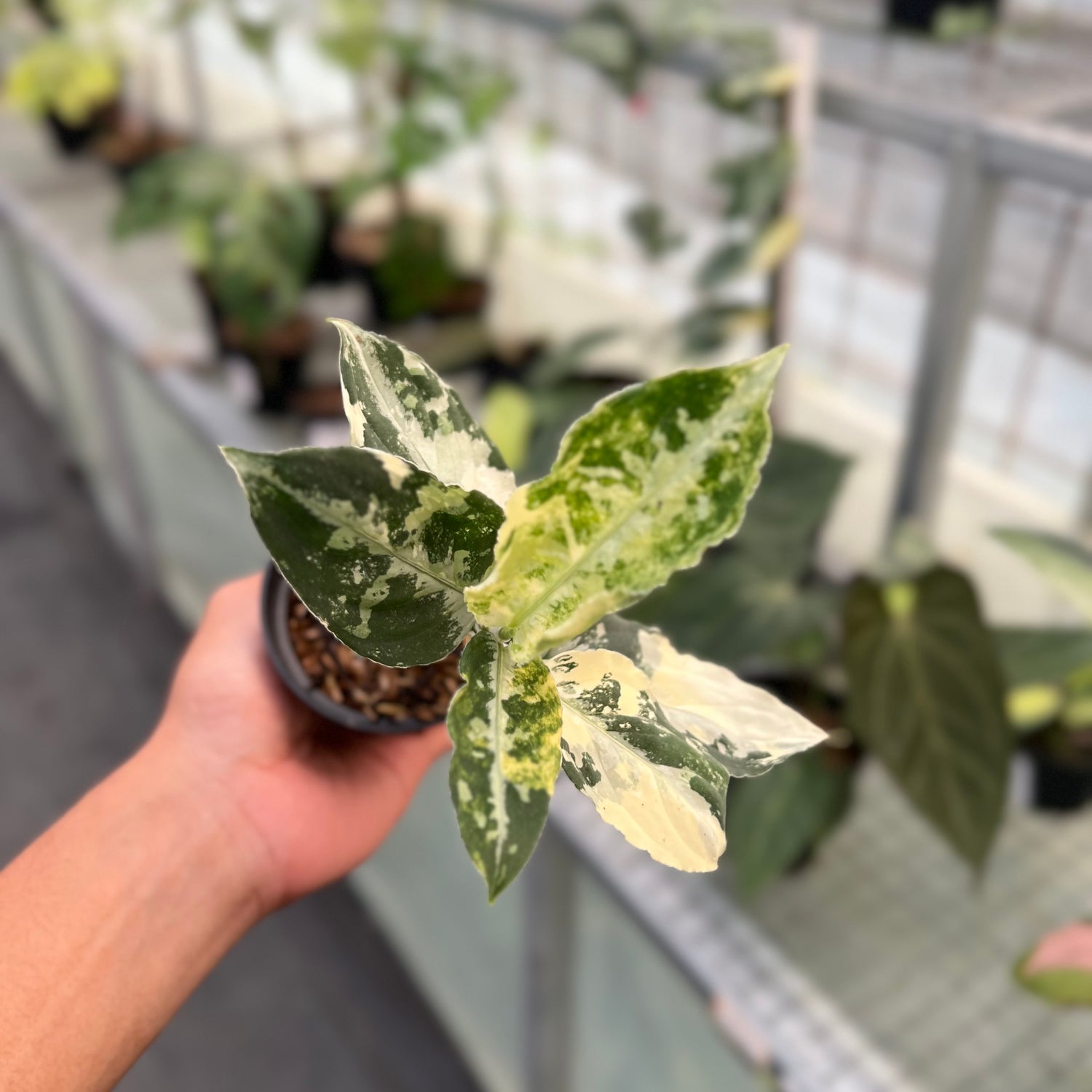 Aglonema Pictum Bicolor Variegated