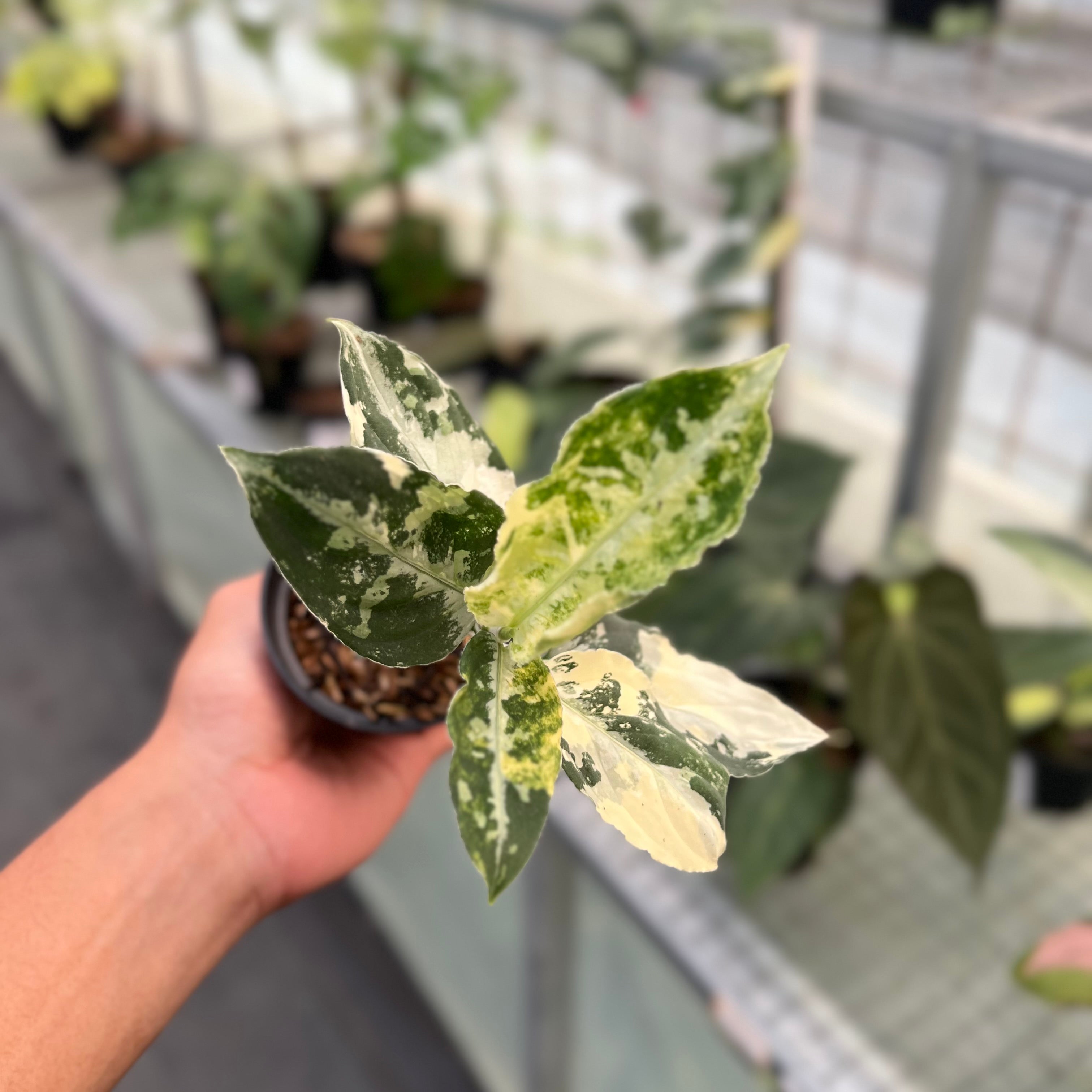 Aglonema Pictum Bicolor Variegated