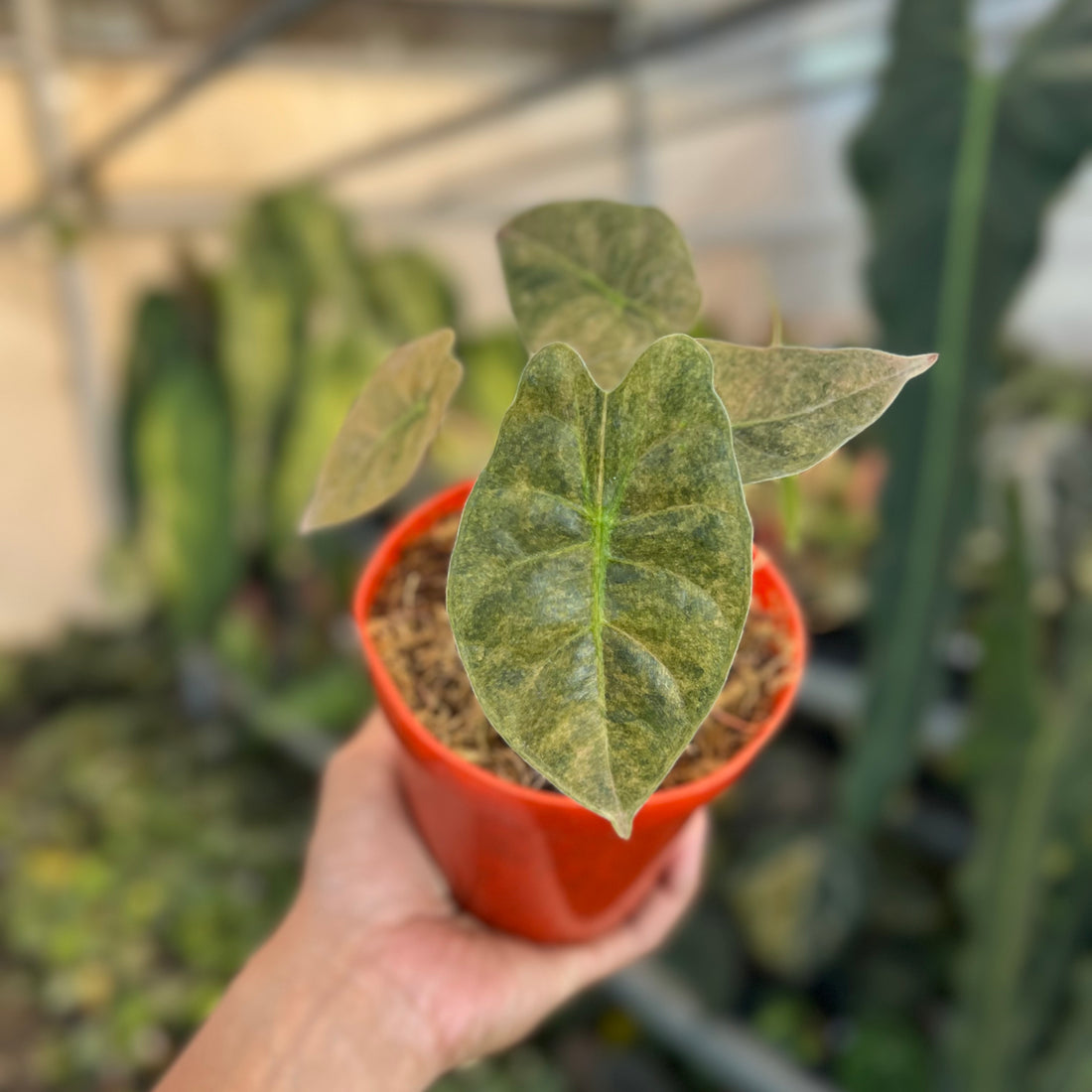 Alocasia Golden Bone Variegated