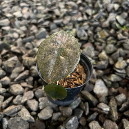  Alocasia cuprea pink mint varigated 