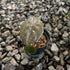  Alocasia cuprea pink mint varigated 