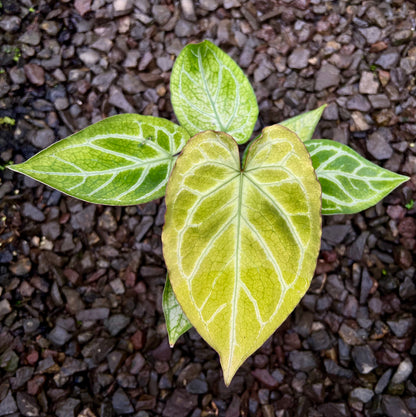 Anthurium (Angela x Black Widow) x (BVIT X ZM)