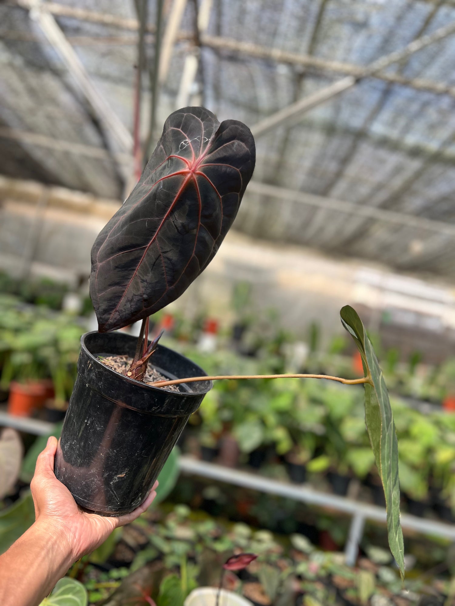 Anthurium BVIT x Zara Michelle Selected
