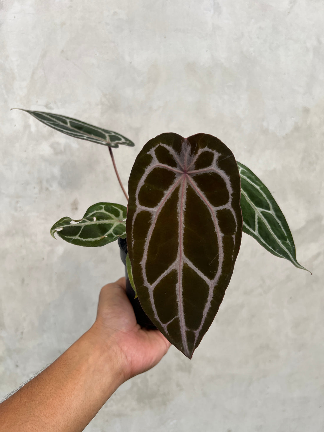 Anthurium Black Velvet Indo type x Zara Michelle Selected