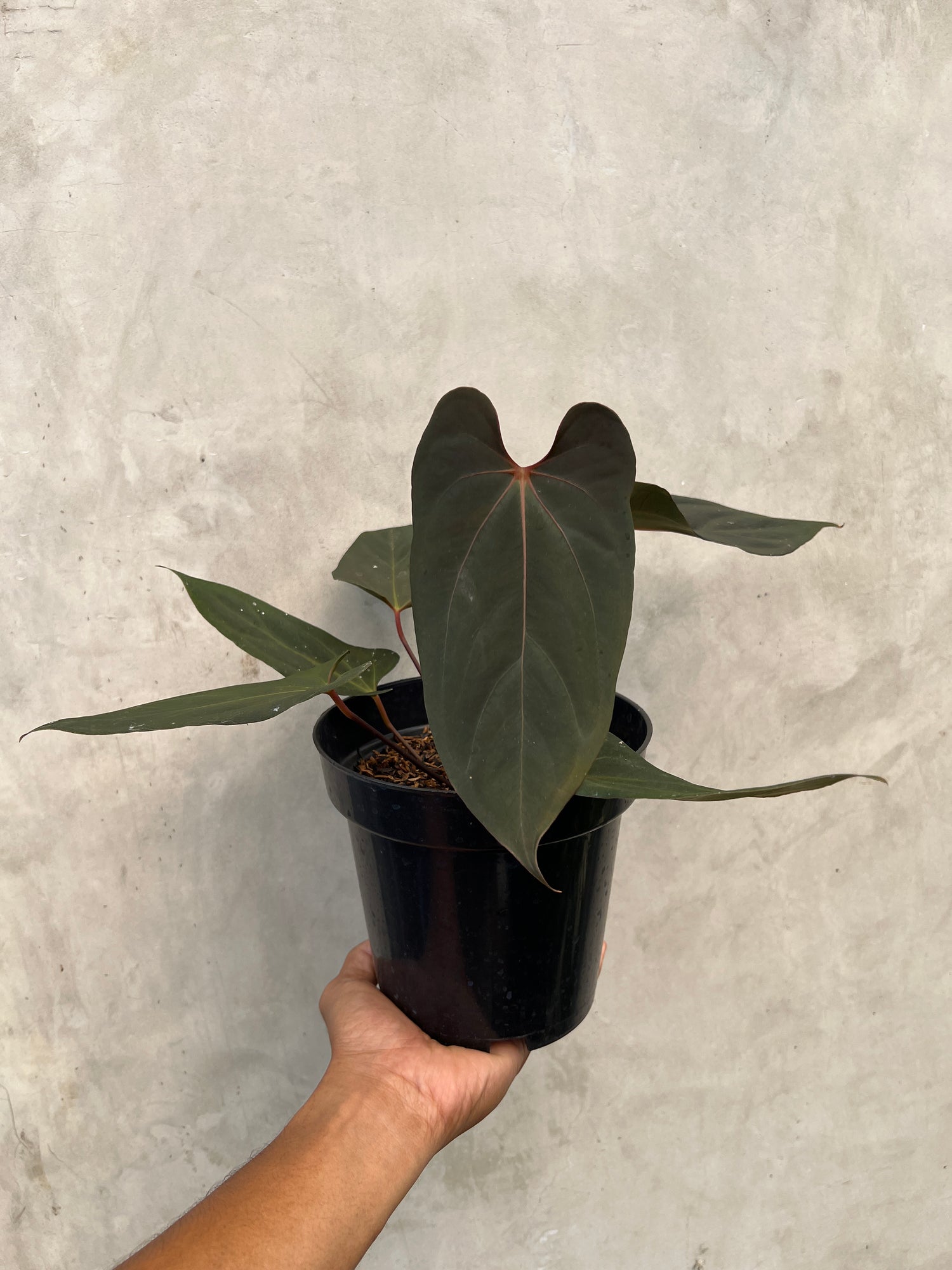 Anthurium Blood Of Blue