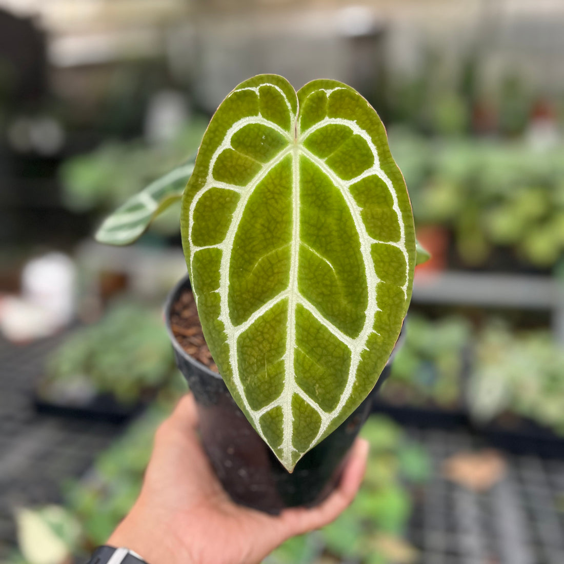 Anthurium Crystallinum Minahasa