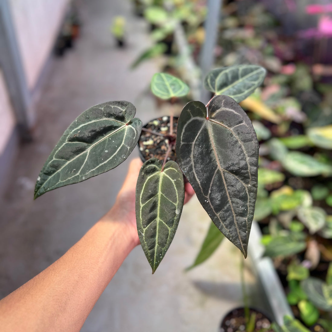 Anthurium ( Dark Handsome x Red Velvet cake) x Michelle Variegated