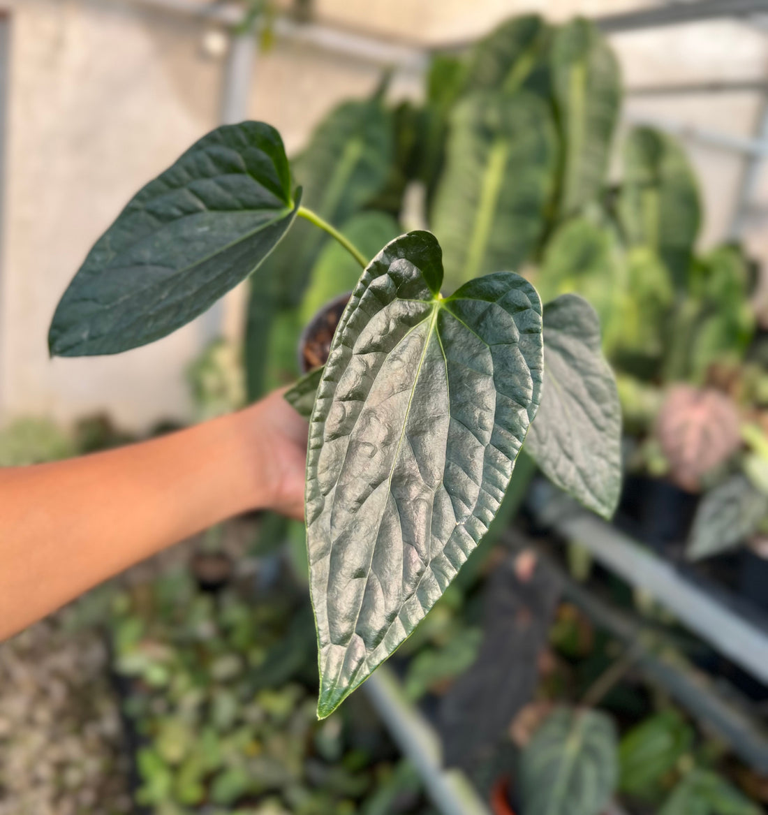 Anthurium Dark Phoenix x Nigrollaminum Gigi