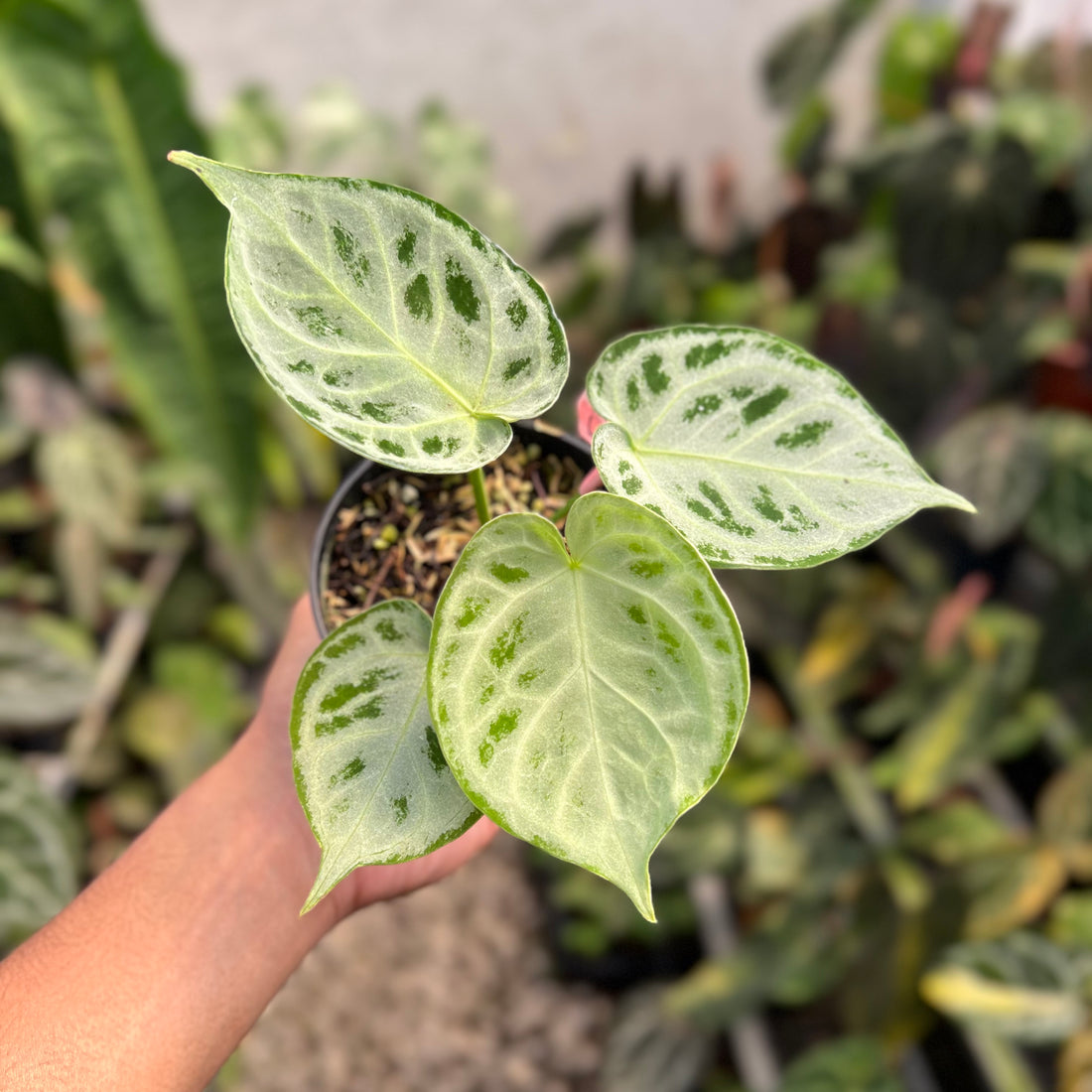 Anthurium Dorayaki Silver Chrome