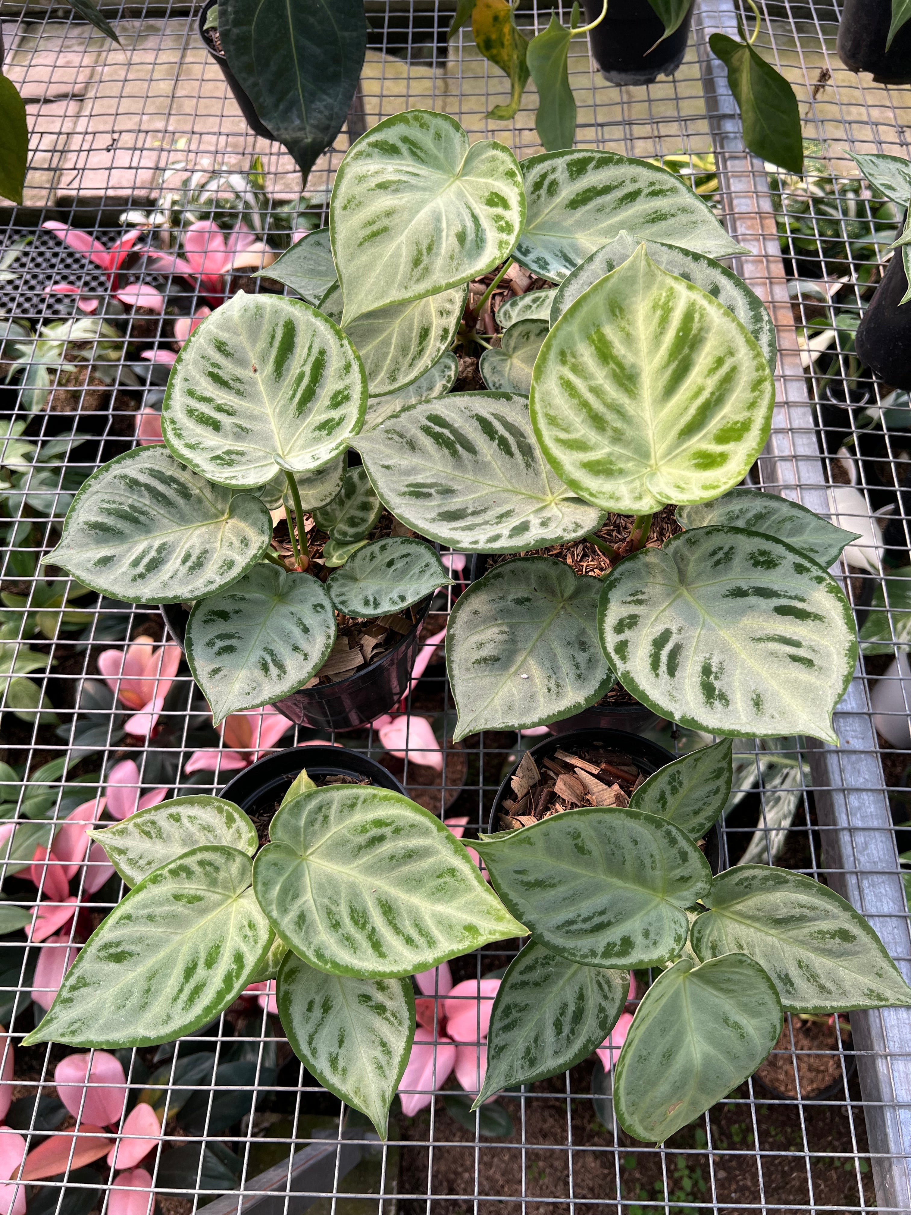 Anthurium Dorayaki Silver Chrome