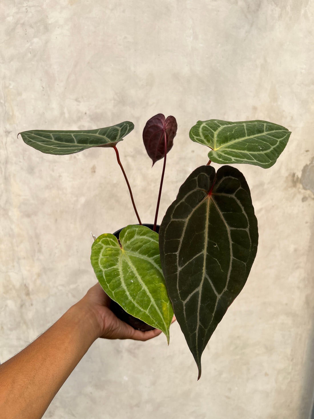 Anthurium Exodia