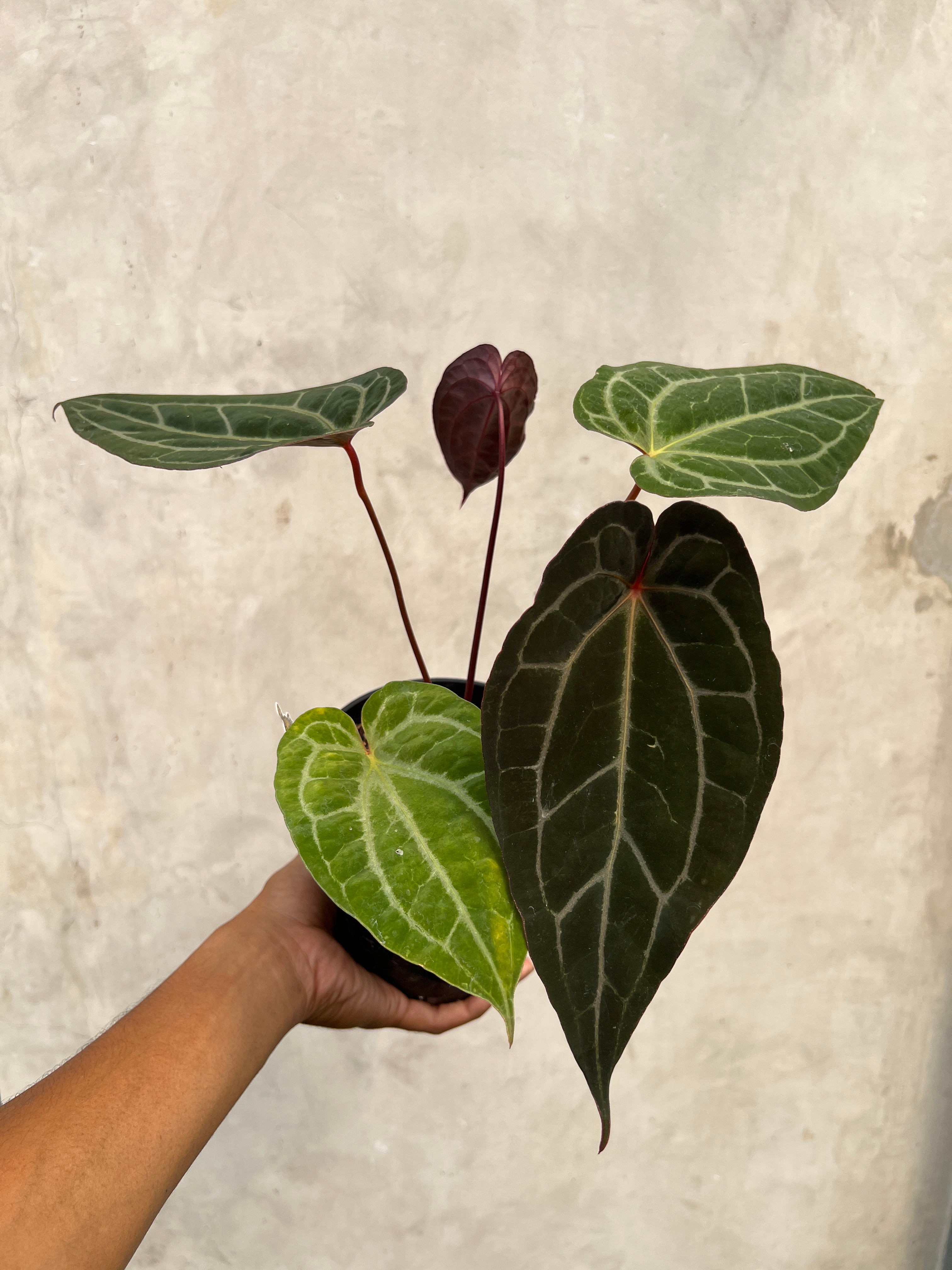 Anthurium Exodia