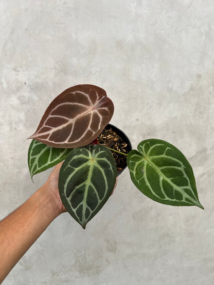 Anthurium Forgetii Silver