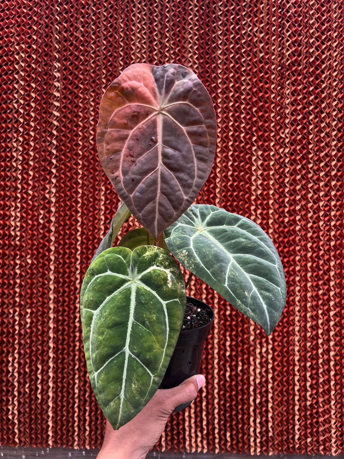 Anthurium Forgetii  Variegated x (BVIT x Zara Michelle)