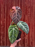 Anthurium Forgetii  Variegated x (BVIT x Zara Michelle)