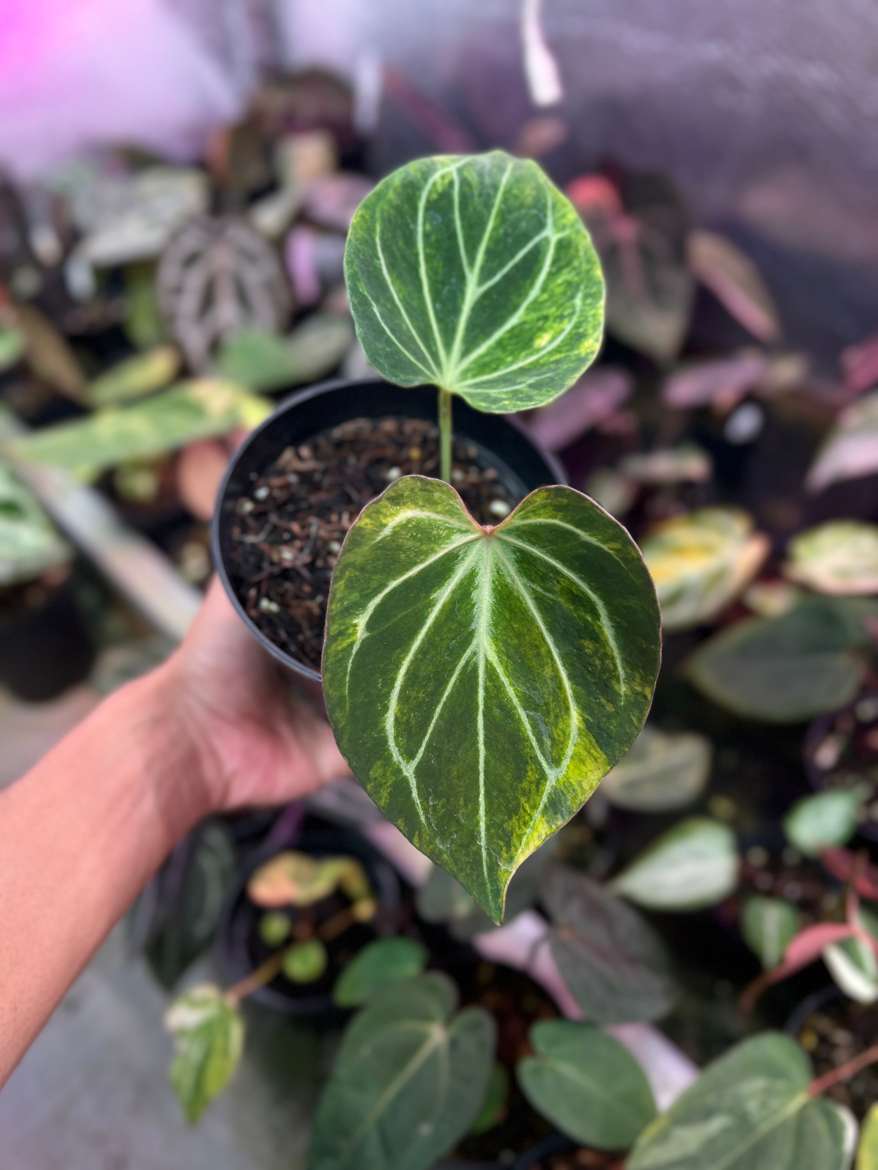 Anthurium King Of Spades Butterfly Variegated