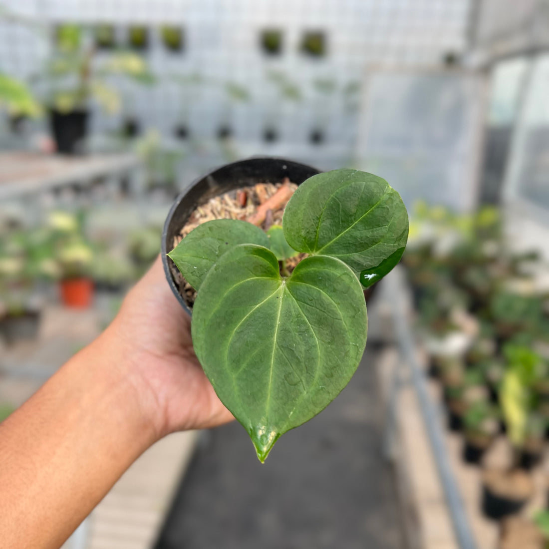 Anthurium King of Spades Small Siza