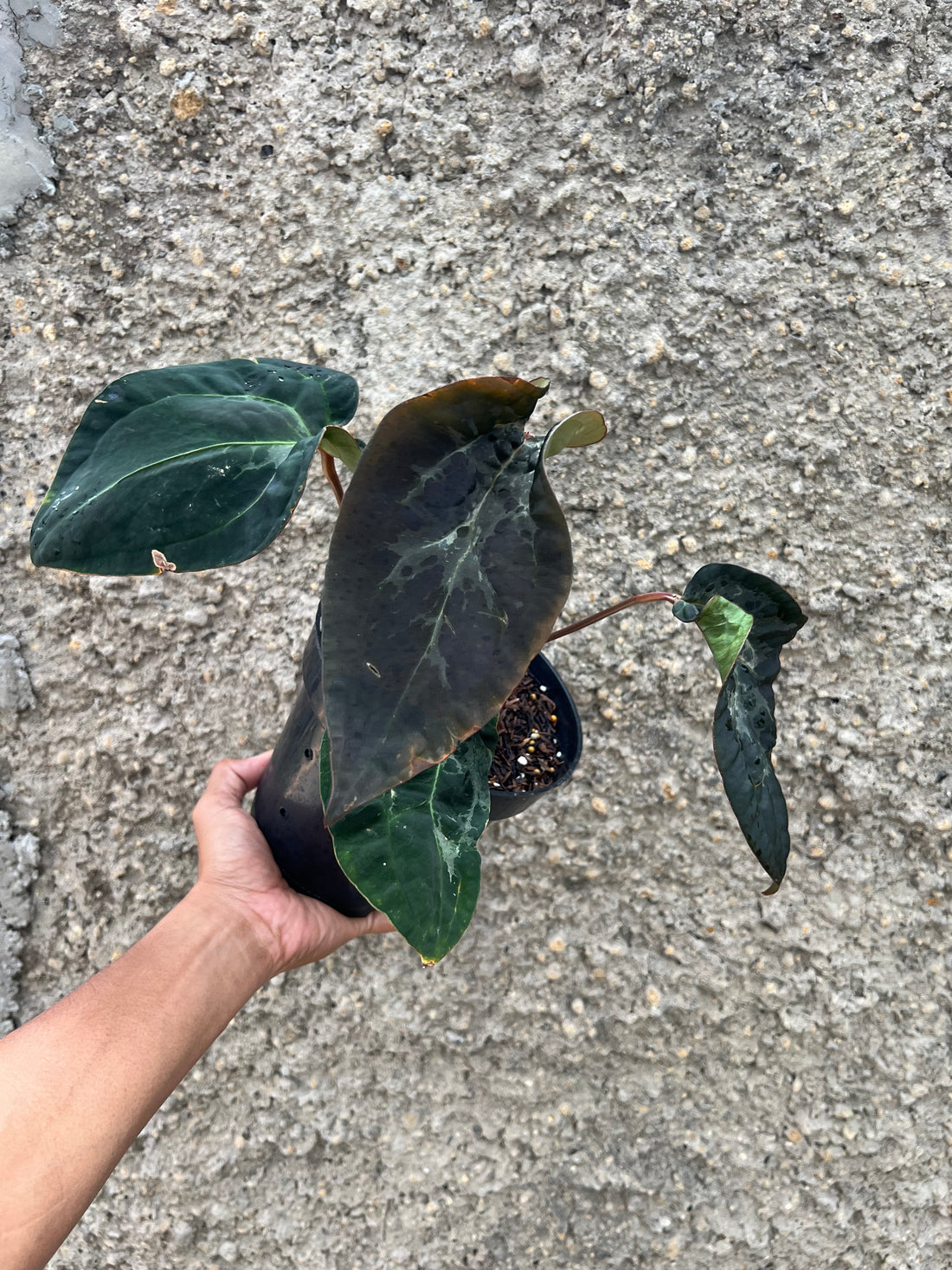 Anthurium (Michelle x Zara ) x BVEP Scroot