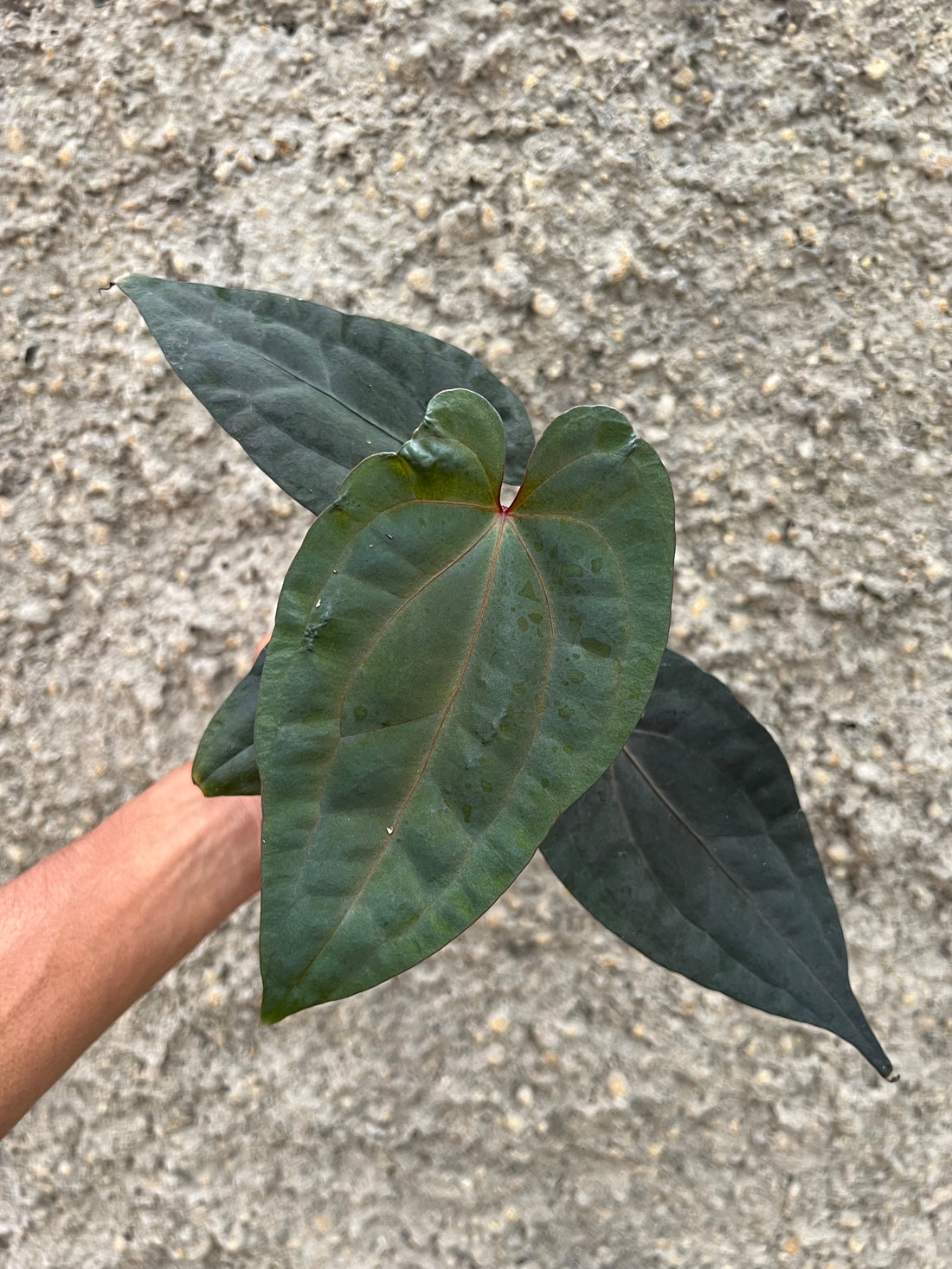 Anthurium Night Dragon