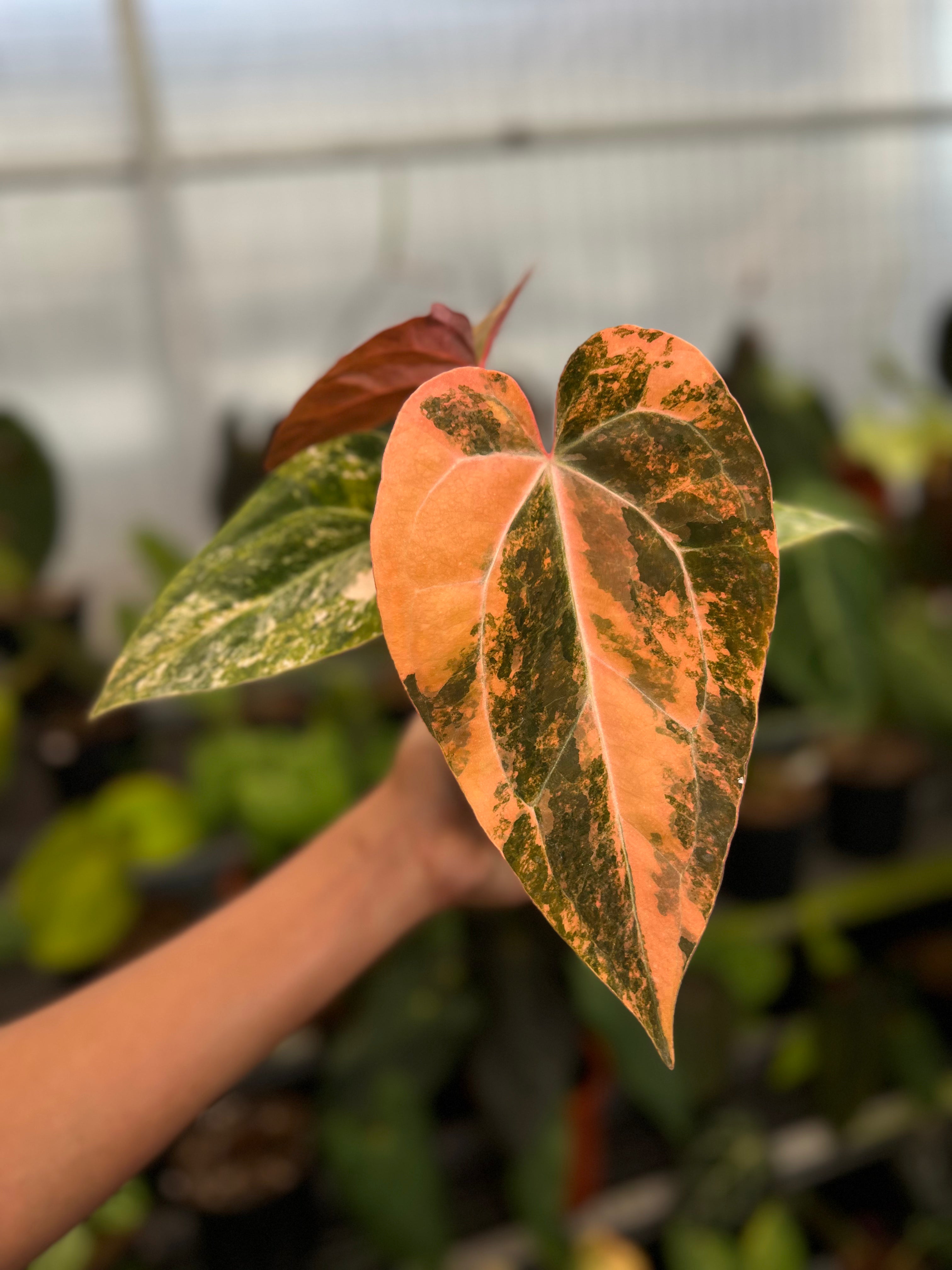 Anthurium Papillilaminum Pink x Twilight Armor