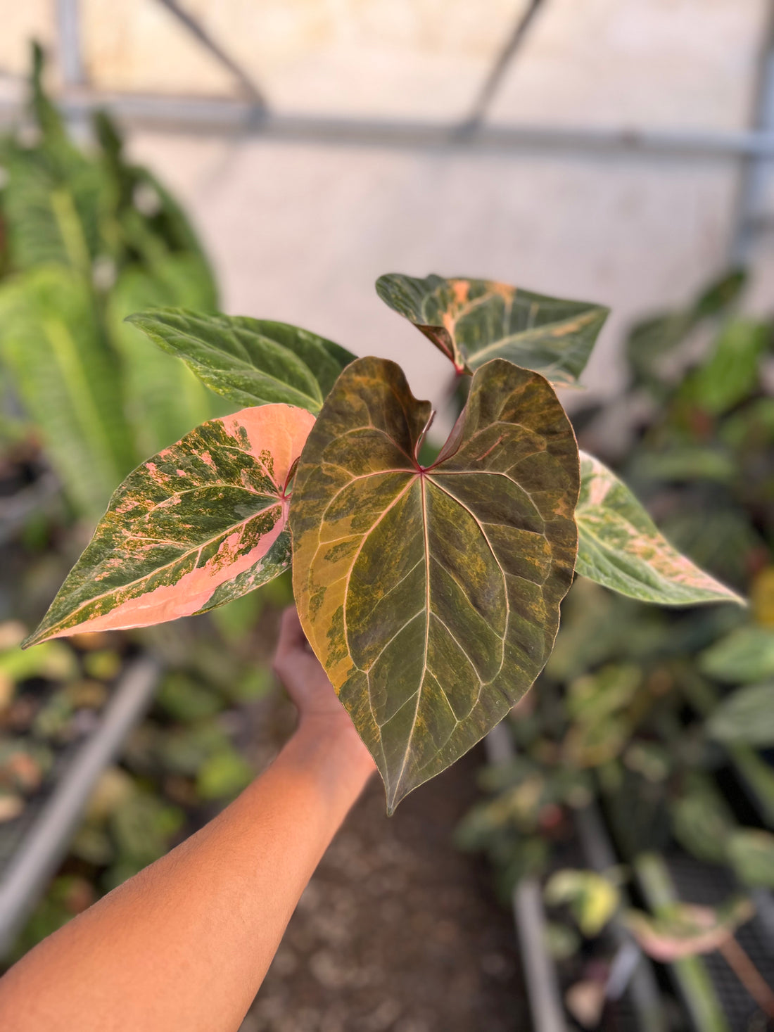 Anthurium Papilillaminum Pink x Luxurians Selected