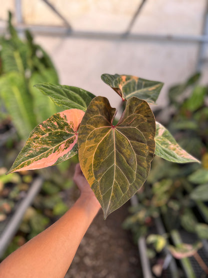 Anthurium Papilillaminum Pink x Luxurians Selected