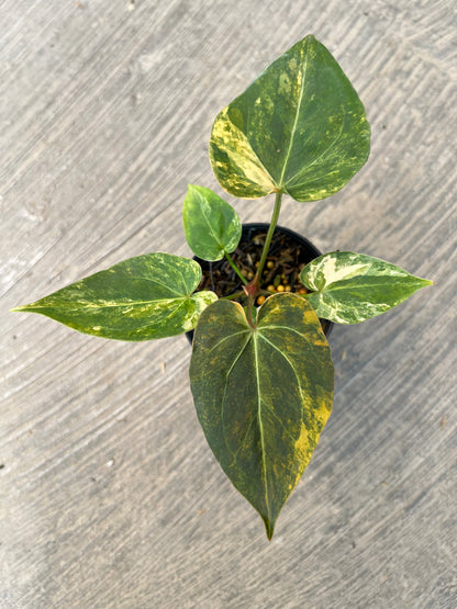 Anthurium Papillilaminum Pink Variegated x King of Spades