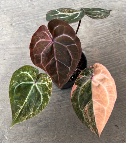 Anthurium  Papillilaminum Pink Variegated x Michelle