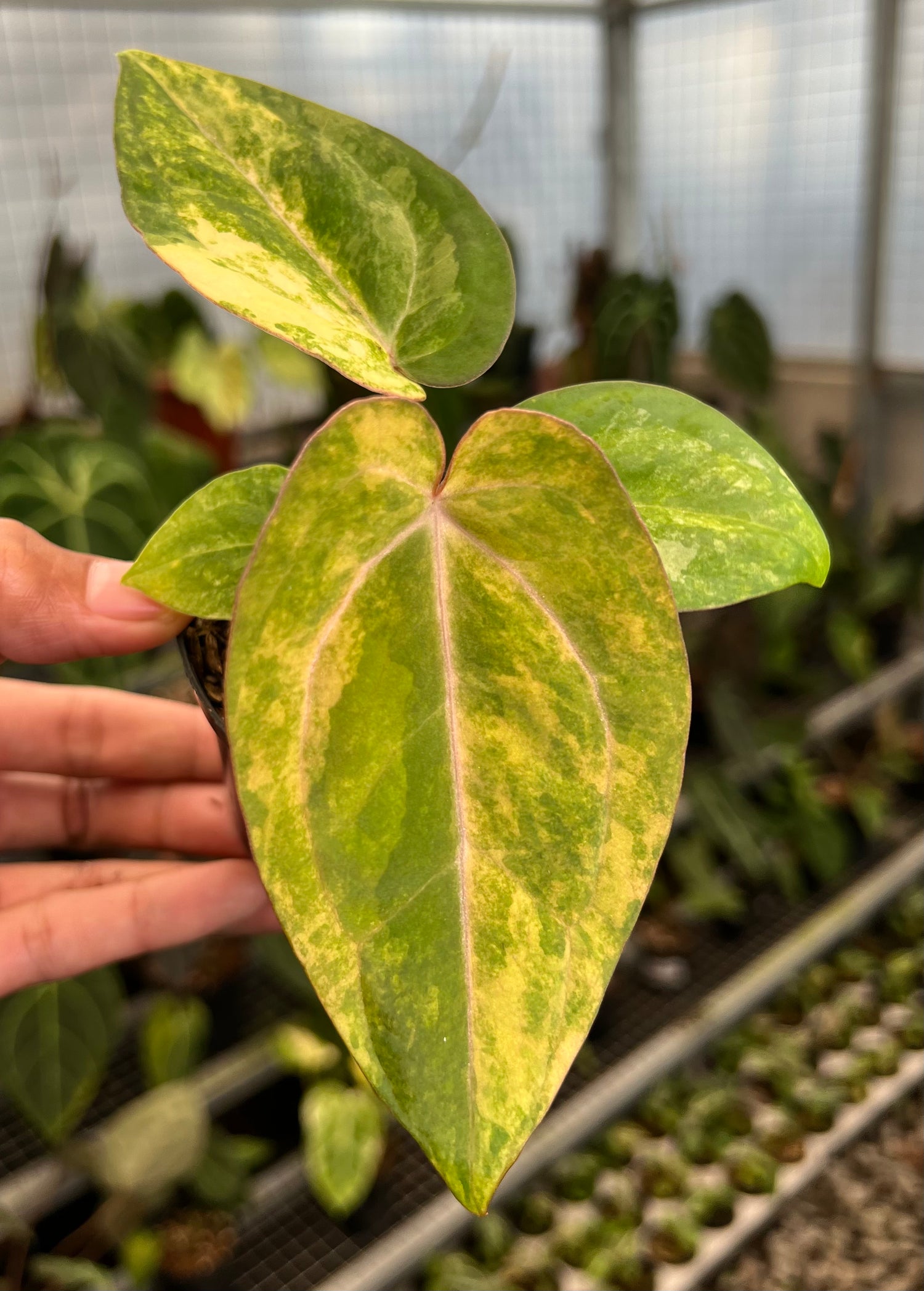 Anthurium Papillilamunum Pink x Red Legacy
