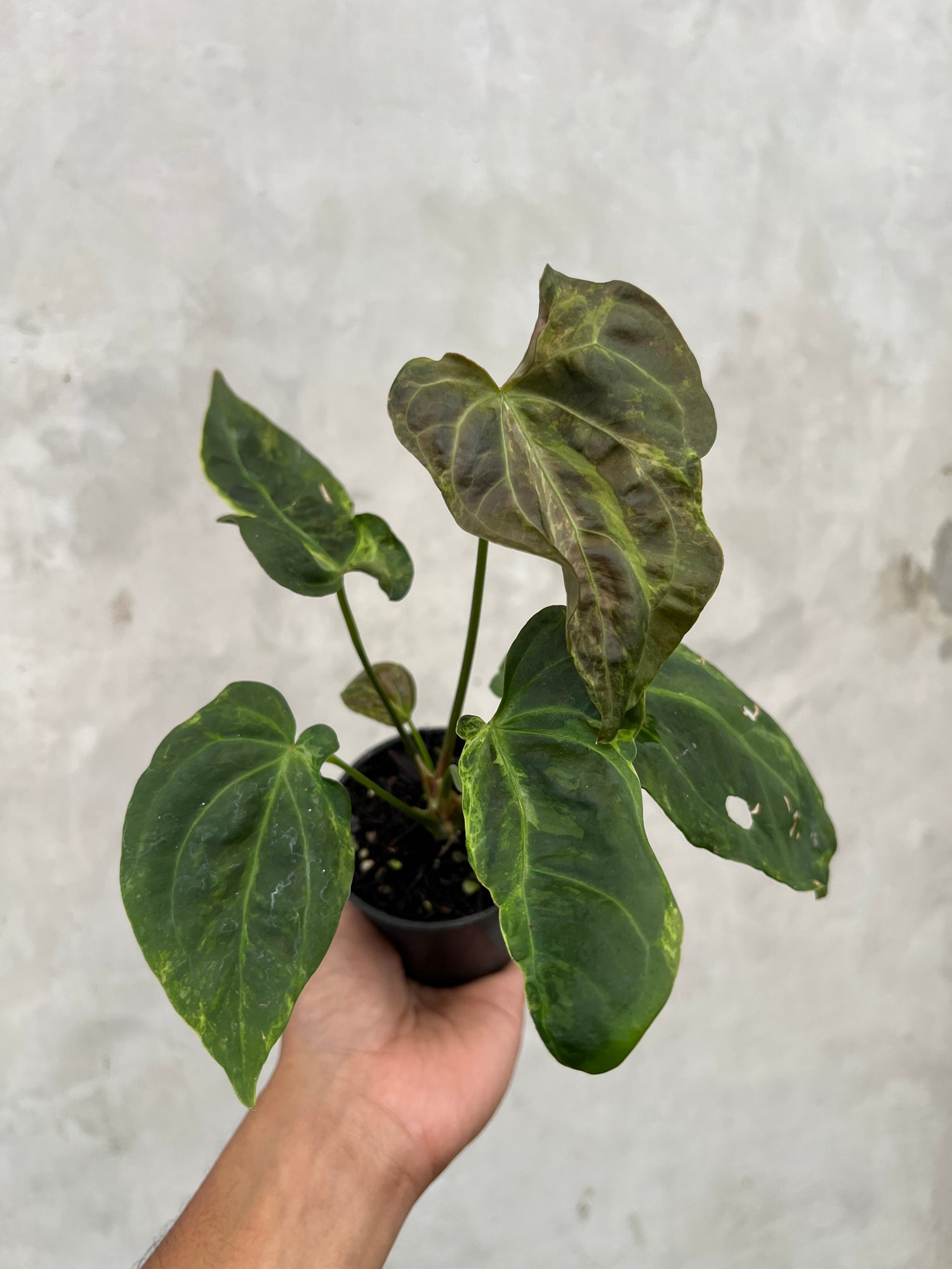 Anthurium Portilae x Forgetii  Variegated