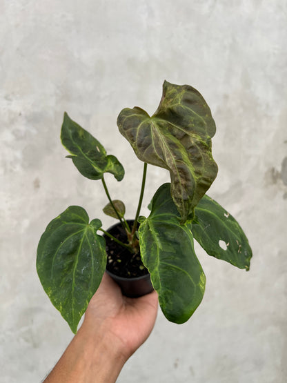 Anthurium Portilae x Forgetii  Variegated