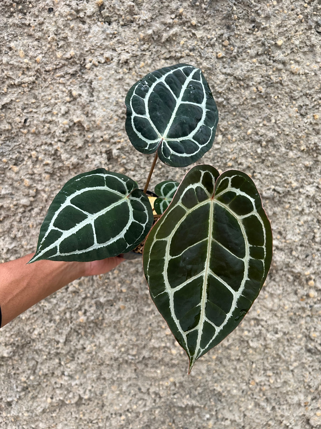 Anthurium Queen Crystallinum x (BVIT x ZARA MICHELLE)